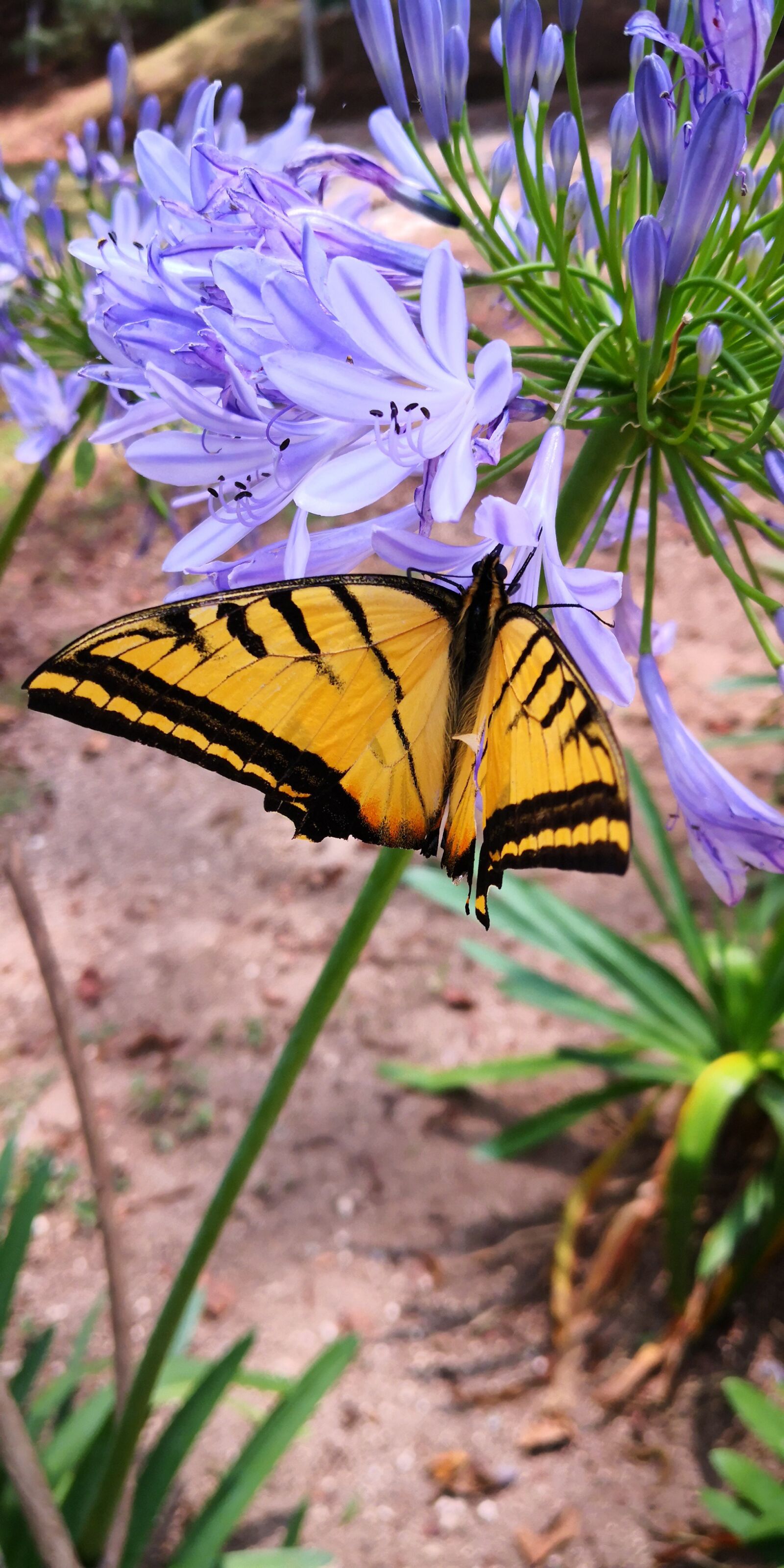 HUAWEI Mate 10 Pro sample photo. Butterfly, monarch, insect photography