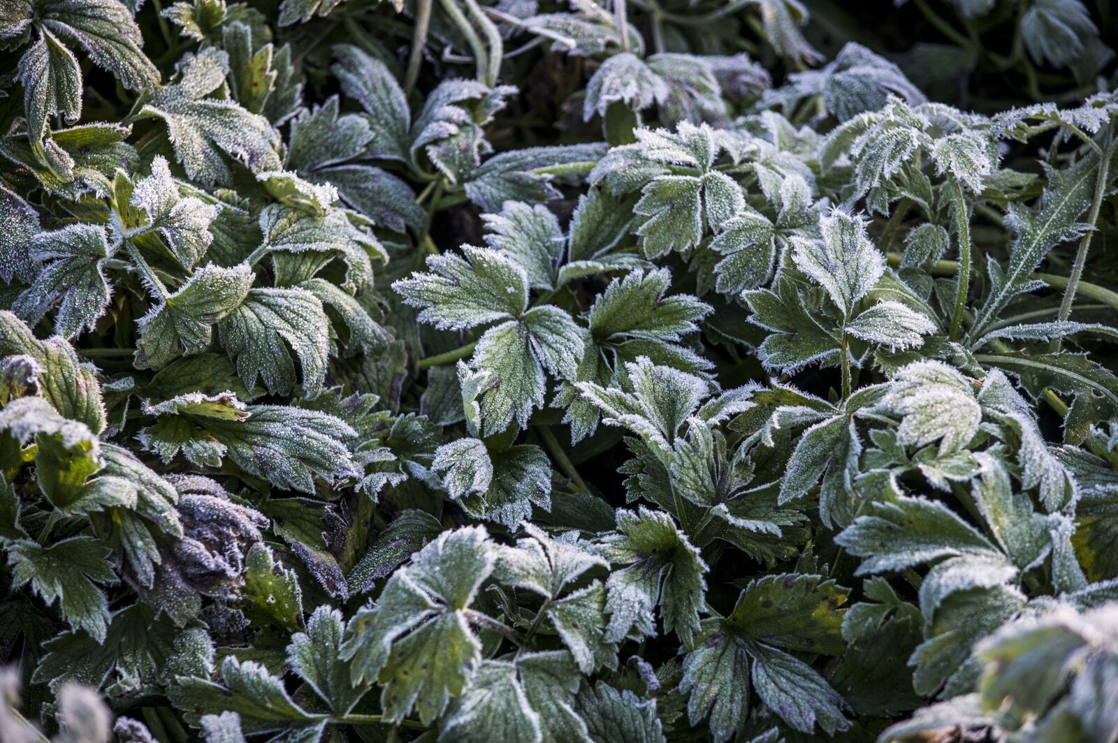 Nikon D3200 sample photo. Frost, grass, autumn photography