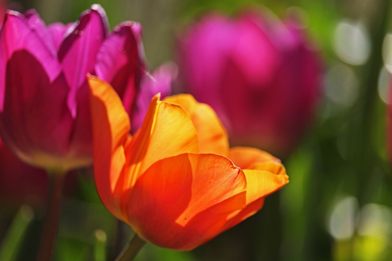 Canon EF-S 55-250mm F4-5.6 IS STM sample photo. Tulips, early bloomer, spring photography