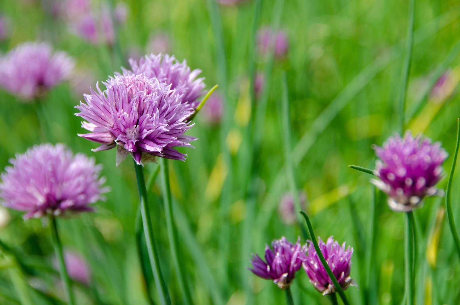 Nikon D7000 sample photo. Chives, blossom, bloom photography