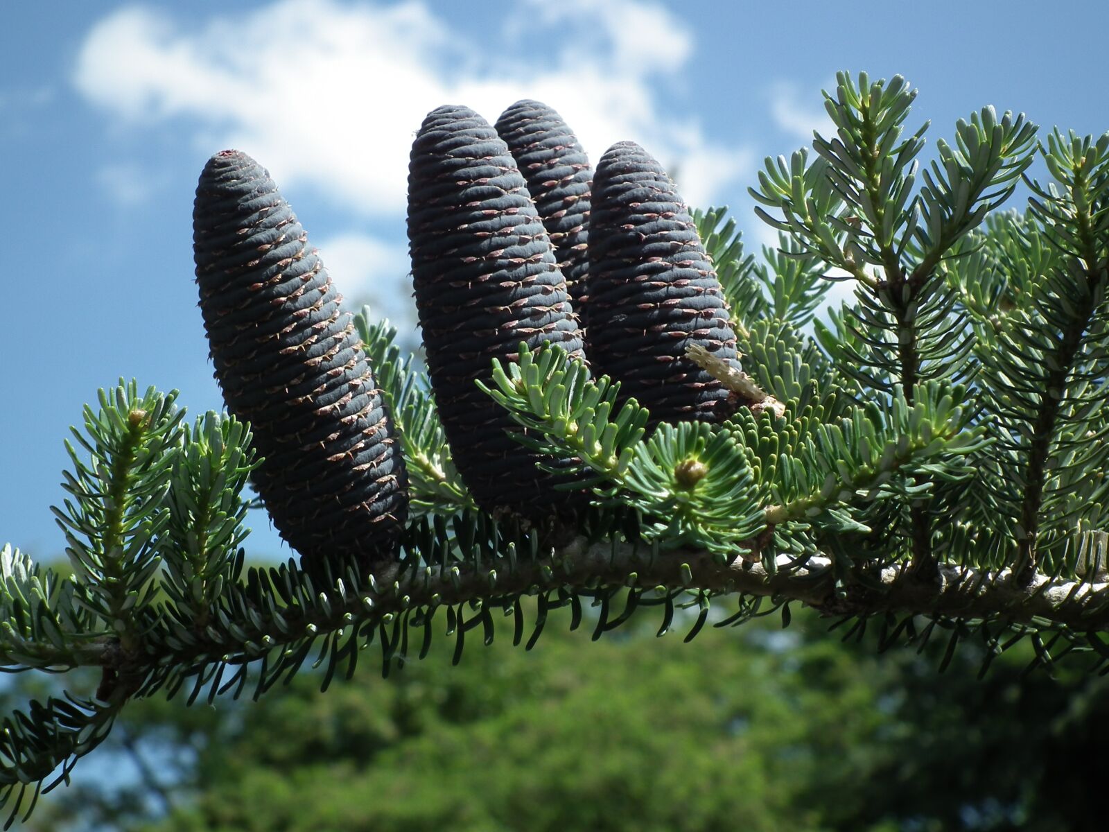 FujiFilm FinePix HS10 (FinePix HS11) sample photo. Pine, nature, tree photography