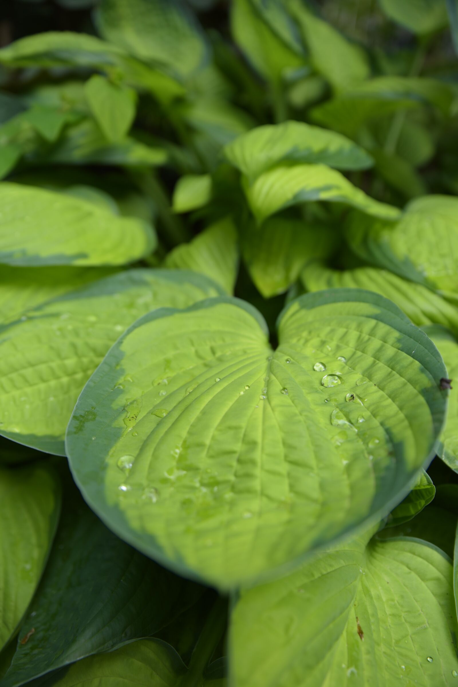Nikon D750 sample photo. Leaf, plant, green photography