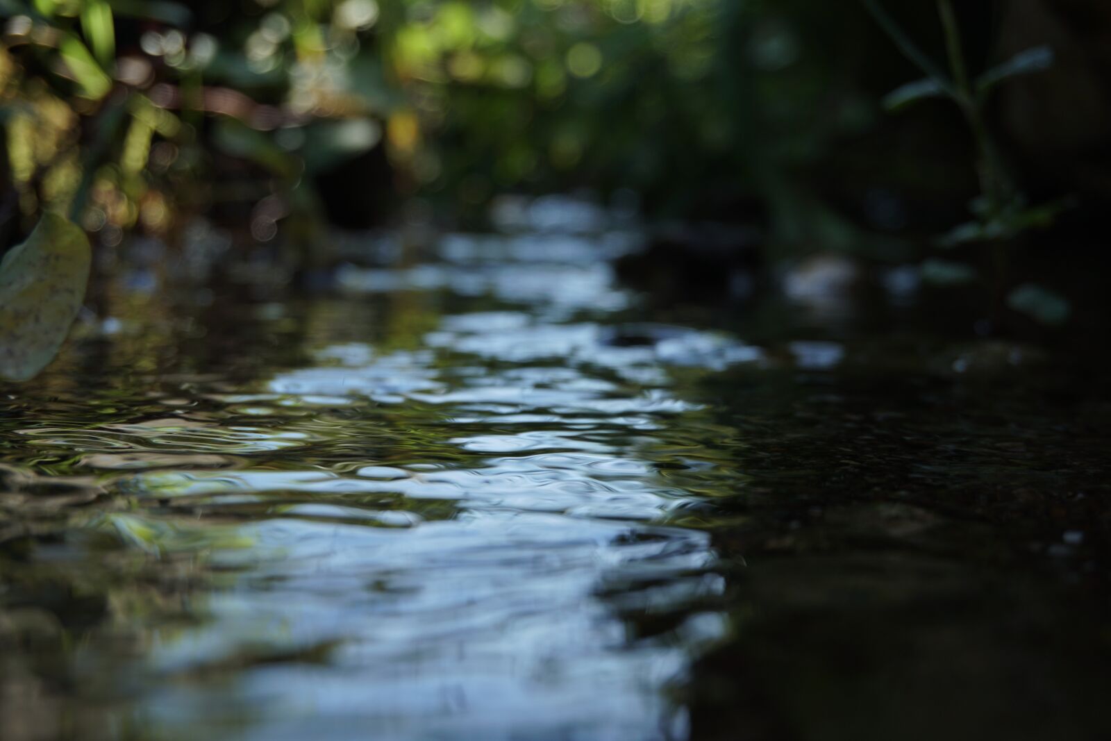Sony a6300 sample photo. Water, river, macro photography