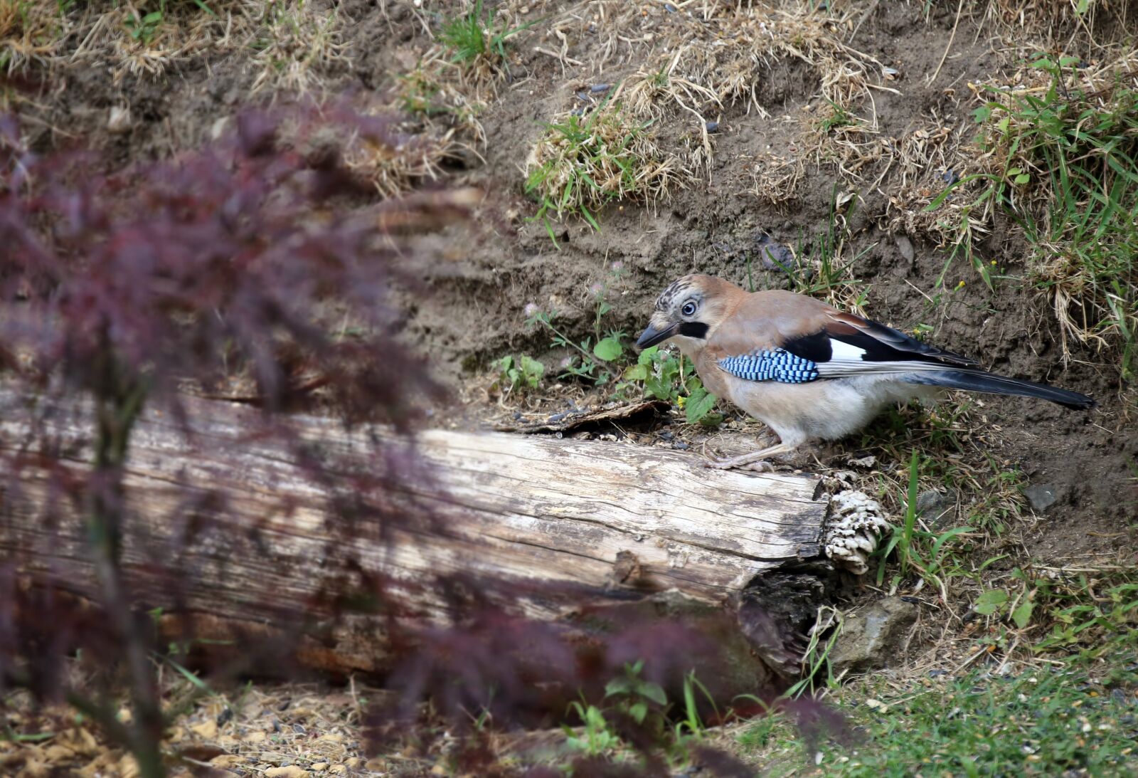 Canon EOS 6D + Canon EF 100-400mm F4.5-5.6L IS II USM sample photo. Jay, bird, foraging photography