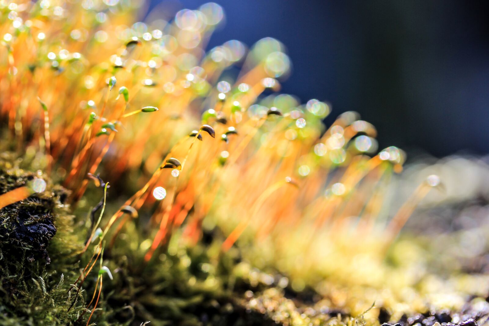 Canon EF-S 60mm F2.8 Macro USM sample photo. Moss, nature, colors photography