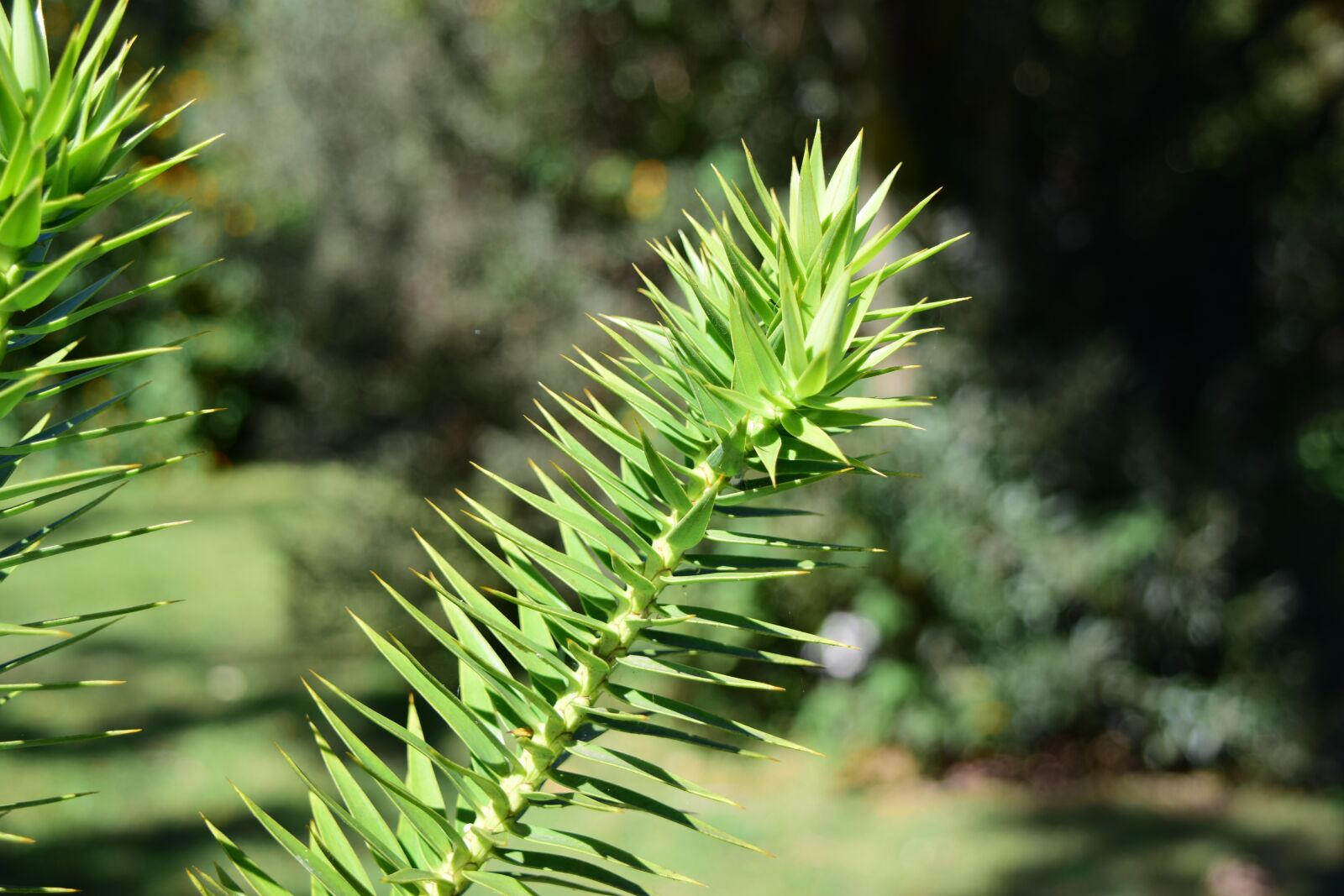 Nikon D3300 sample photo. Plant, flower, flowers photography