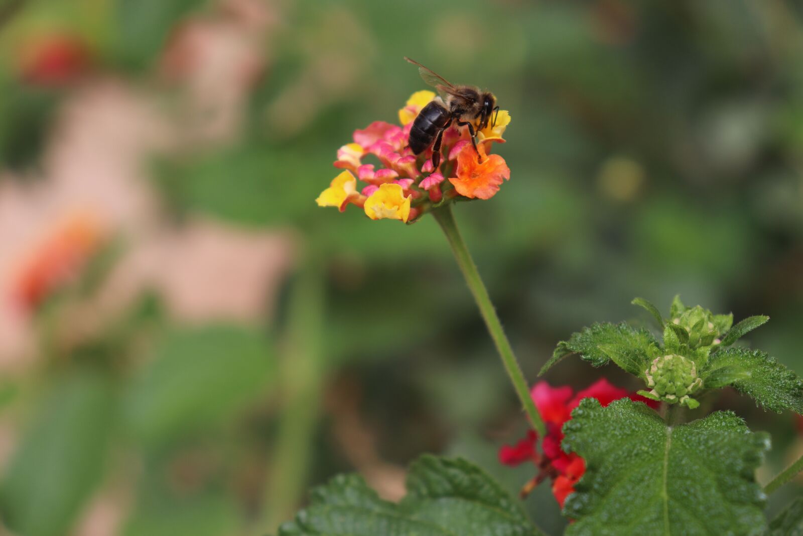 Canon EOS 800D (EOS Rebel T7i / EOS Kiss X9i) sample photo. Bee, plant, flower photography