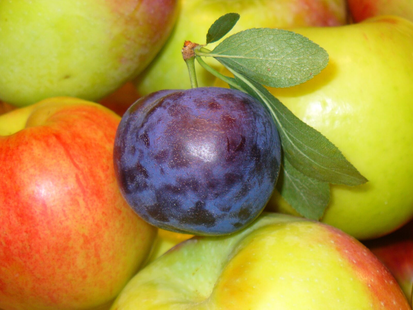Panasonic DMC-LZ2 sample photo. Fruits, prune, apples photography