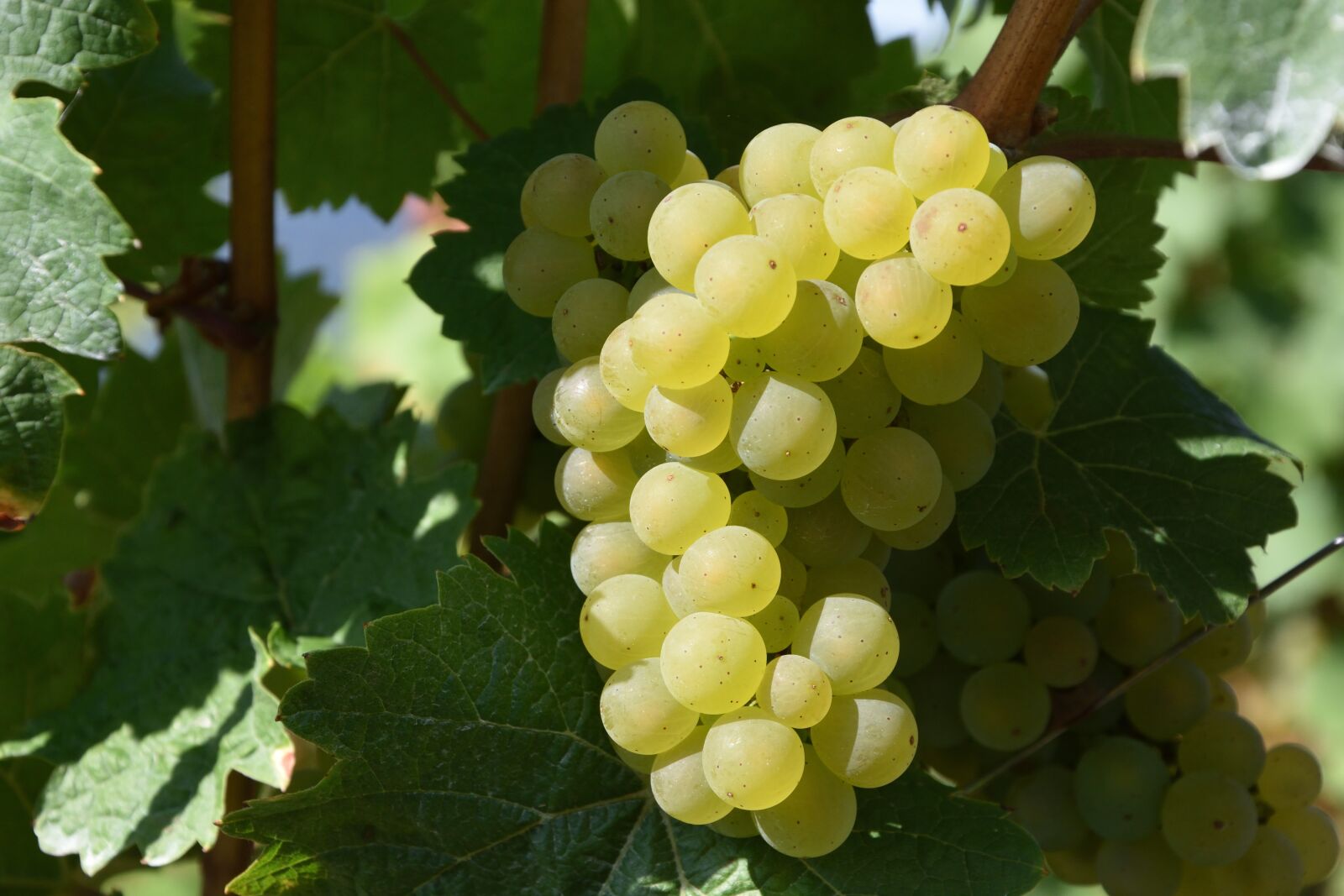 Nikon D7200 sample photo. Grape, winegrowing, white wine photography