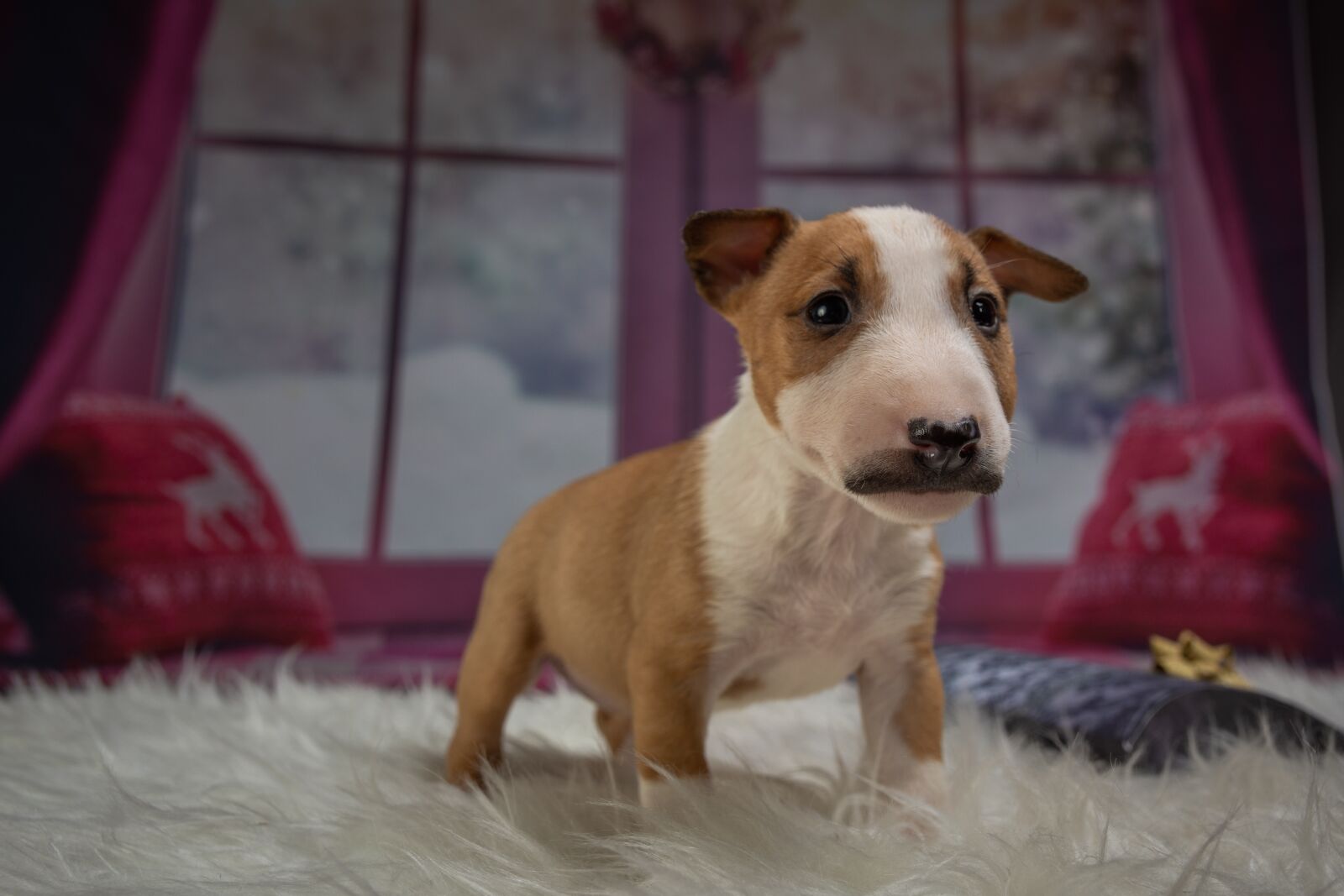 Nikon D7200 sample photo. Puppy, dog, animal photography