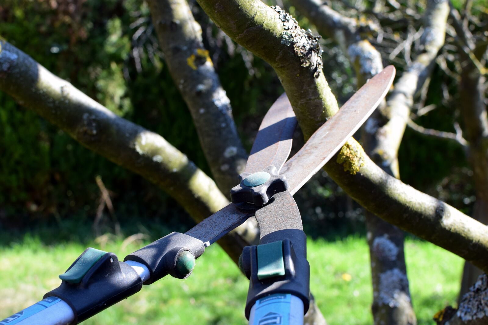 Nikon D5300 sample photo. Pruning shears, hedge trimmer photography