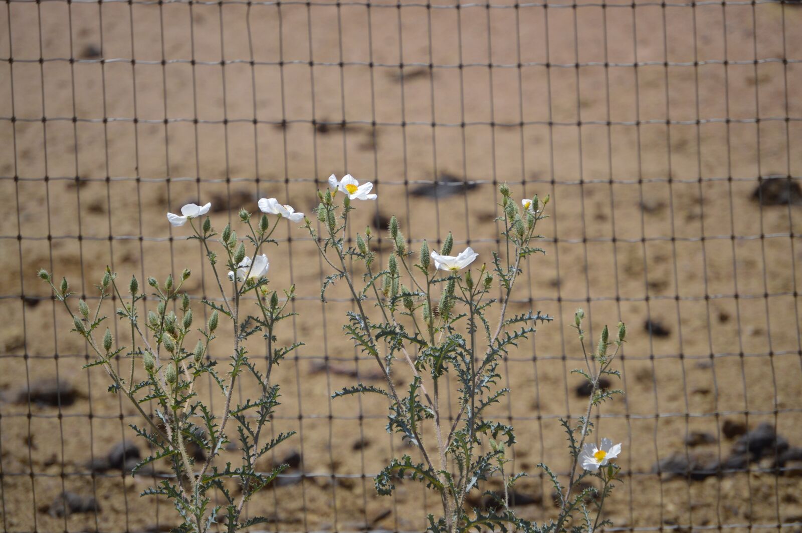Nikon D3200 sample photo. Mojave, prickly, poppy photography