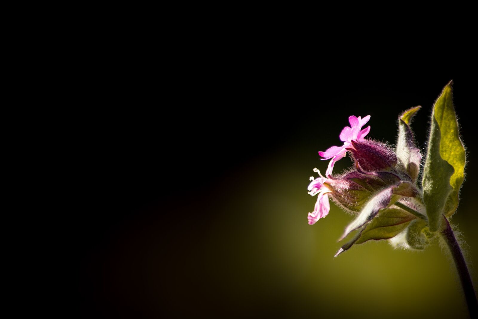 Nikon D7100 sample photo. Red waldnelke, silene dioica photography