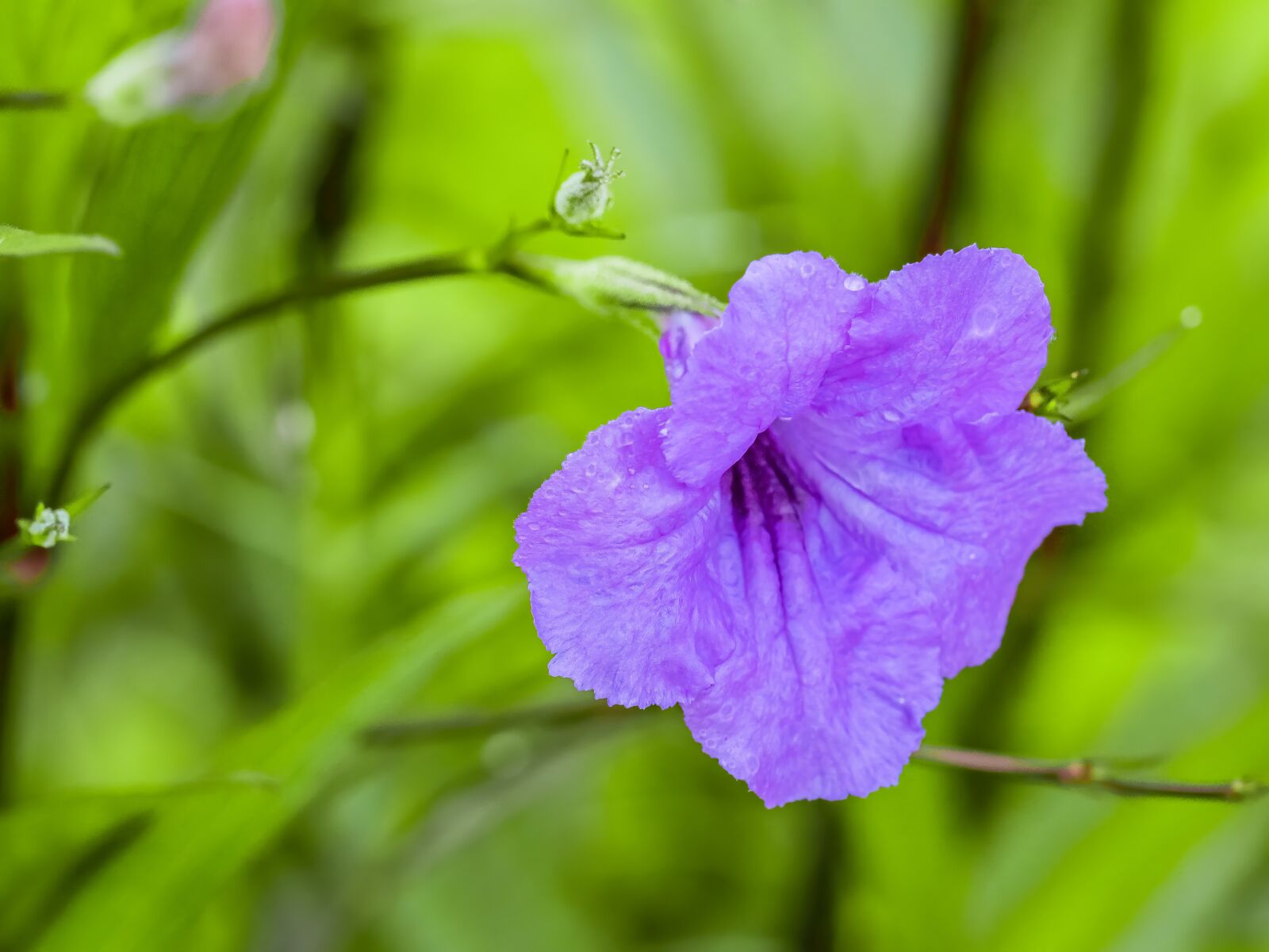 Olympus M.Zuiko Digital ED 40-150mm F2.8 Pro sample photo. Flower, violet, blooming photography