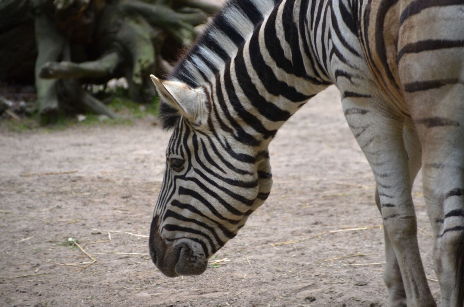 Nikon D5100 sample photo. Zebra, animal, striped photography