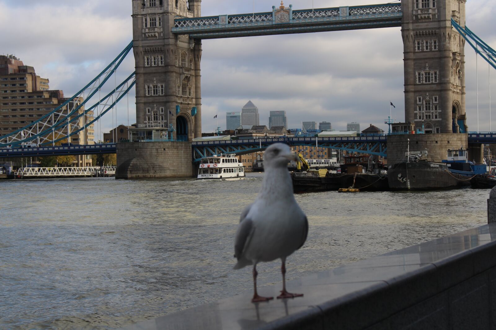 Canon EOS 700D (EOS Rebel T5i / EOS Kiss X7i) sample photo. Bird, london, bridge photography