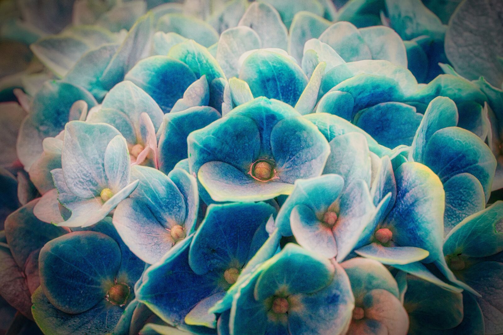 Canon EOS 200D (EOS Rebel SL2 / EOS Kiss X9) sample photo. Hydrangeas, blossom, bloom photography