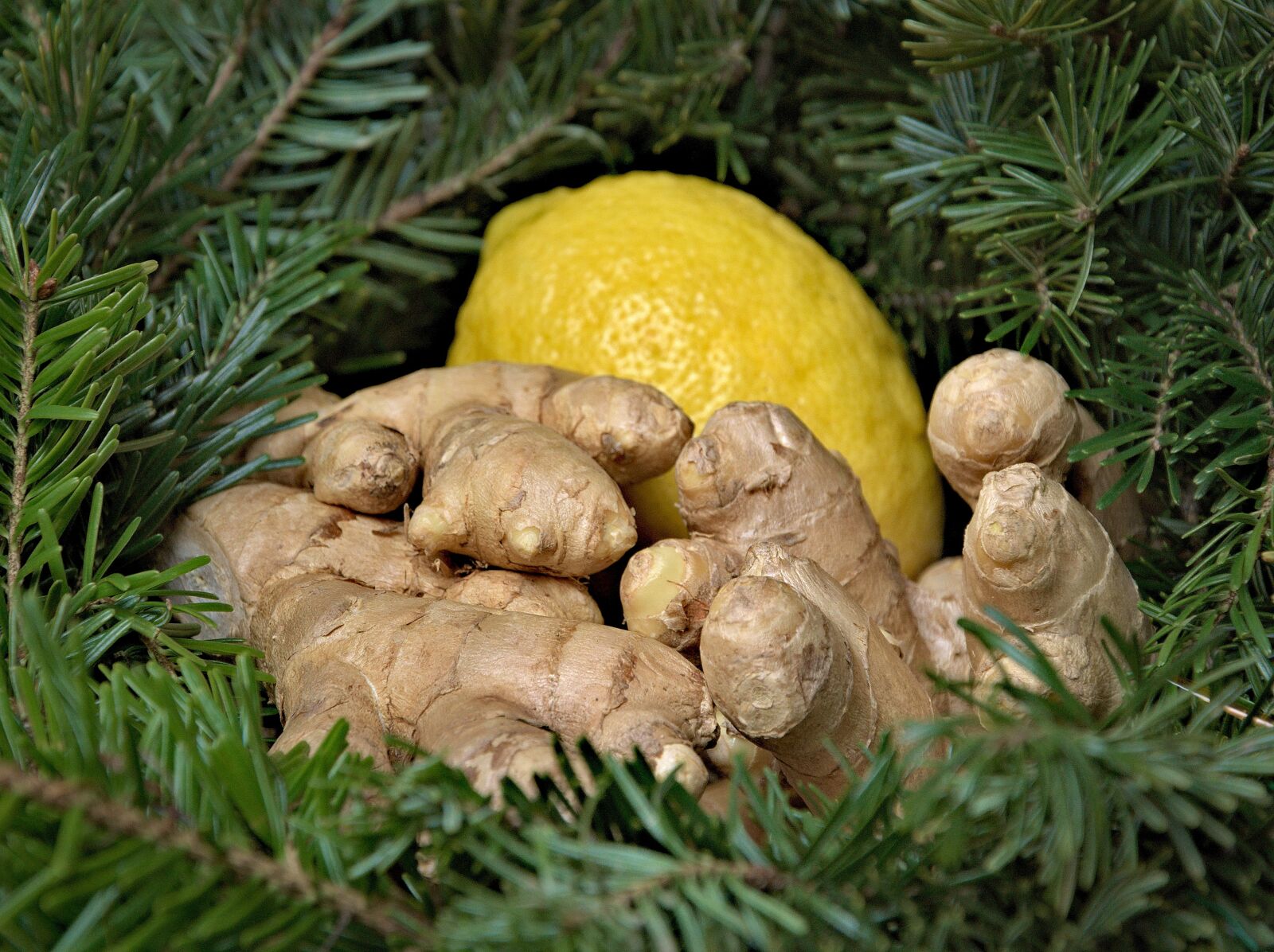 Nikon D90 sample photo. Ginger, lemon, holidays photography