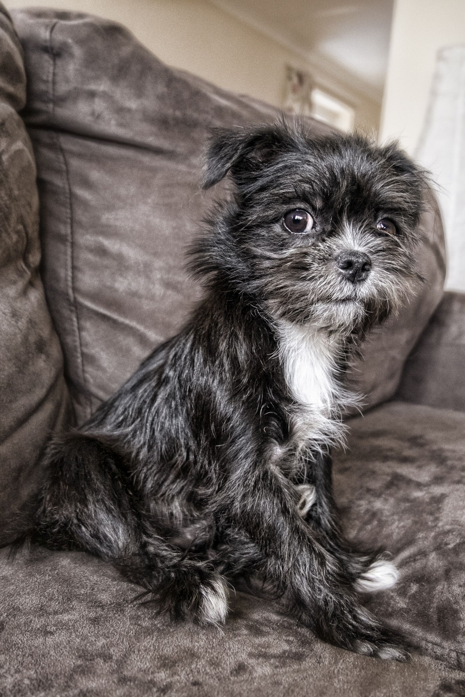 Fujifilm XC 16-50mm F3.5-5.6 OIS II sample photo. Dog, sitting, sofa photography