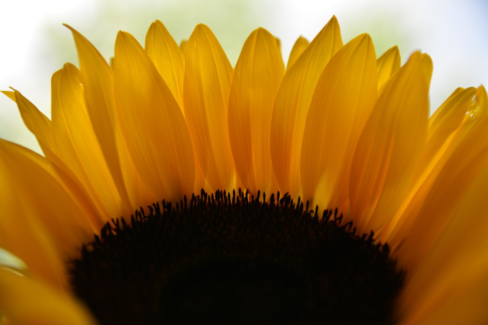 Nikon D7100 sample photo. Sunflower, the petals, sunflower photography