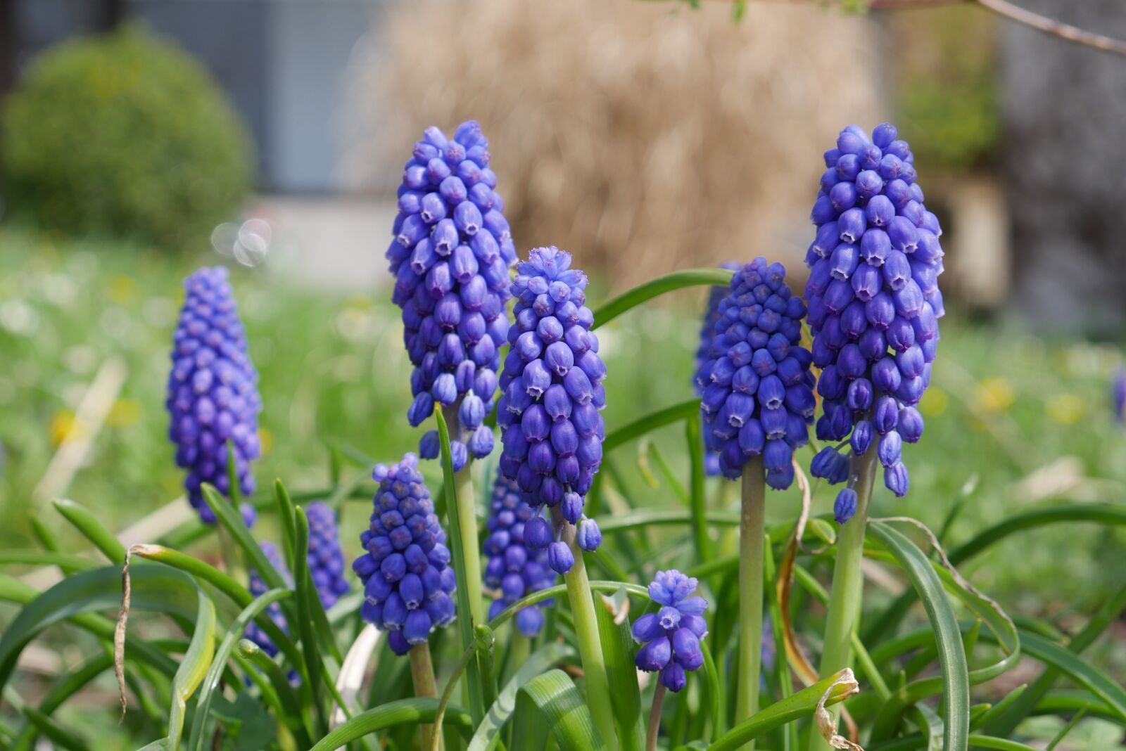 Panasonic DMC-G70 sample photo. Hyacinth, blue, spring flower photography