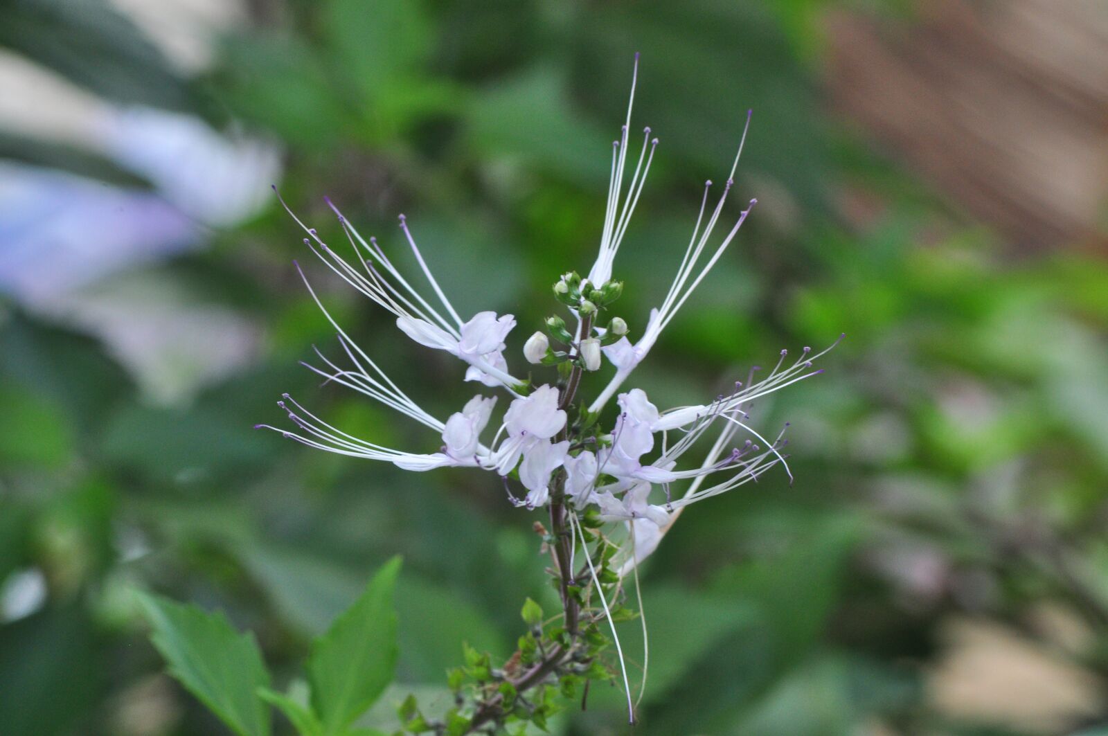 Nikon D90 sample photo. Beautiful flower, cute flower photography