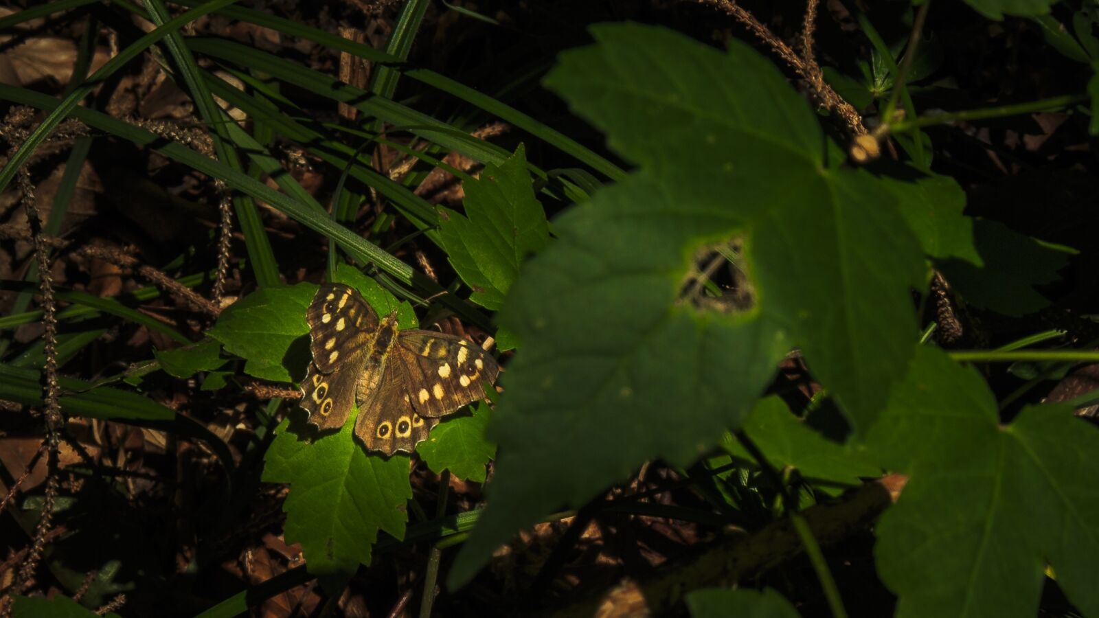 Canon EOS 650D (EOS Rebel T4i / EOS Kiss X6i) sample photo. Butterfly, summer, close up photography