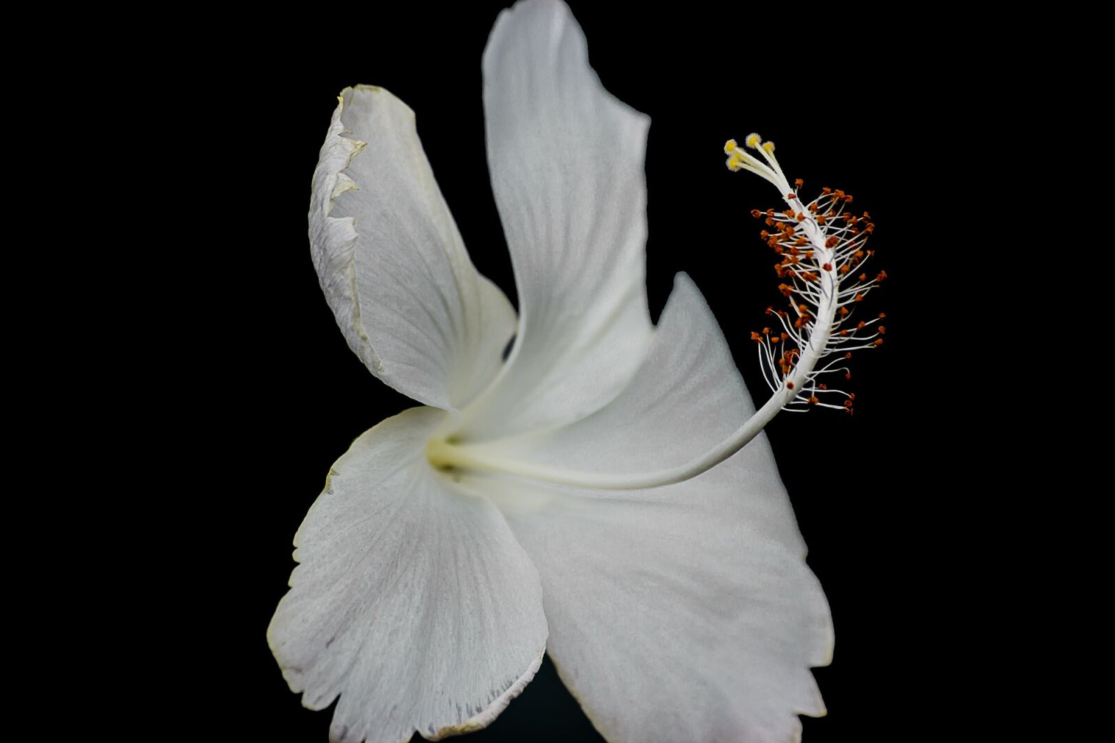 Canon EOS 600D (Rebel EOS T3i / EOS Kiss X5) sample photo. Nature, flower, desktop photography