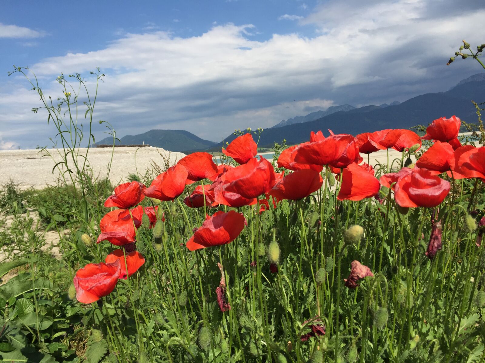 iPhone 6 back camera 4.15mm f/2.2 sample photo. Nature, poppy, flower photography