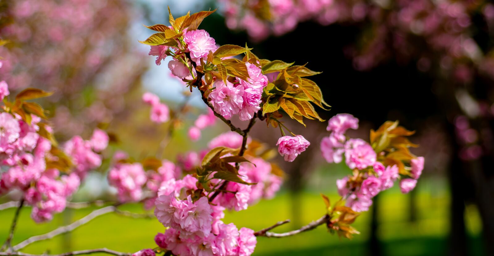 Nikon D500 sample photo. Tree, blooming, springtime photography