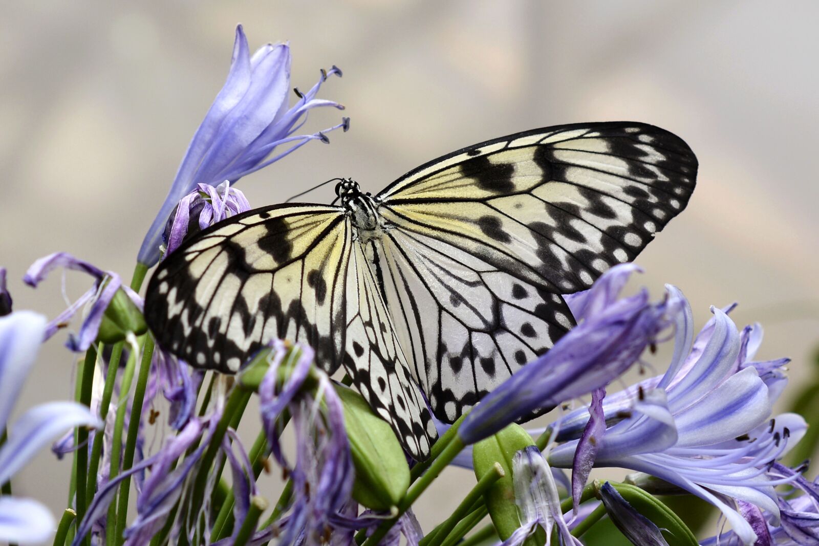 Nikon D7100 sample photo. Butterfly, insect, wing photography