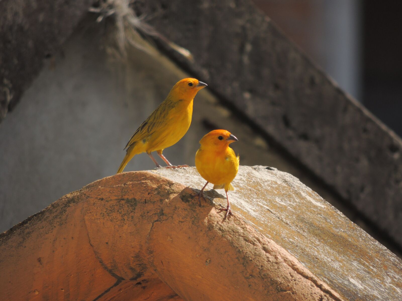 Nikon Coolpix P510 sample photo. Birds, nature, armenia photography