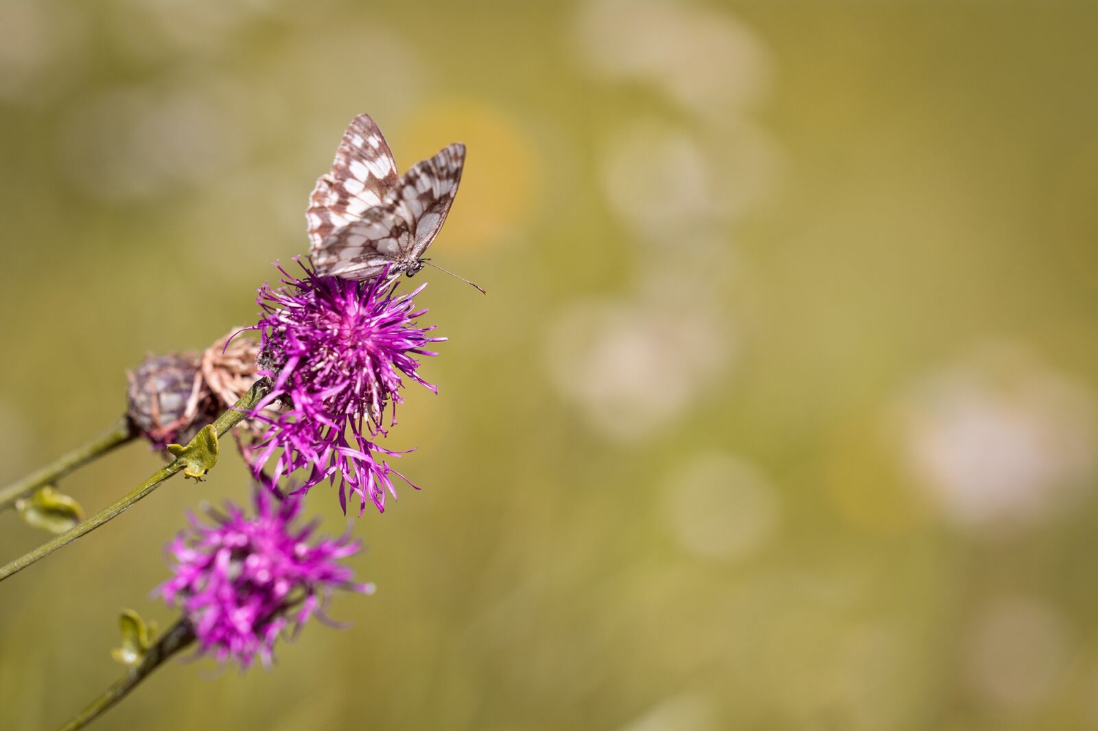 Nikon D7100 sample photo. Checkerboard-butterfly, chess board, women's photography