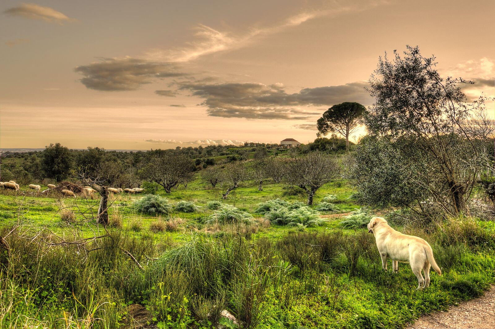 Nikon D3200 sample photo. Bucolic, sheep, dog photography