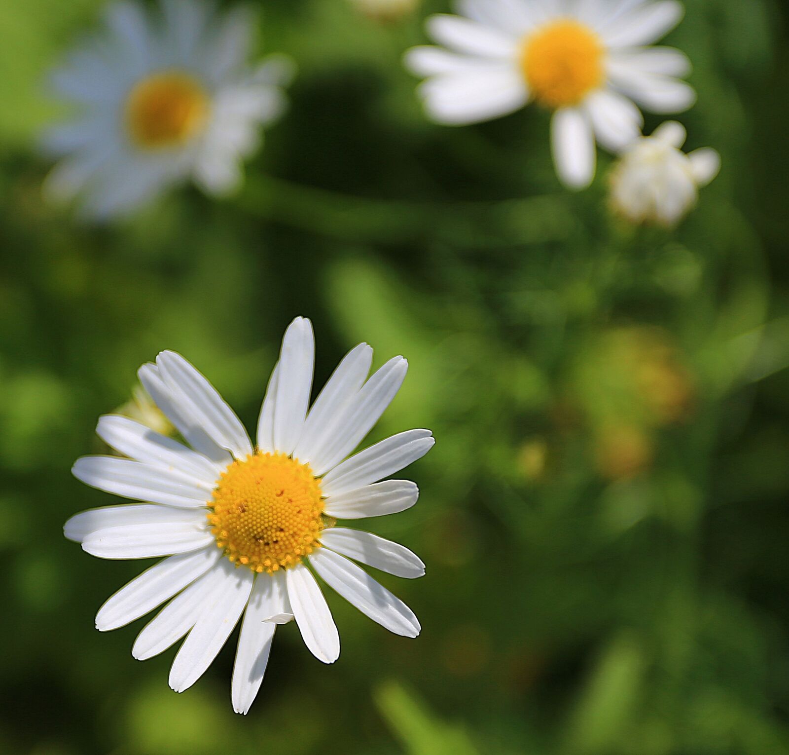 Canon EOS 6D + Canon EF 17-40mm F4L USM sample photo. Chamomile, flowers, daisy photography