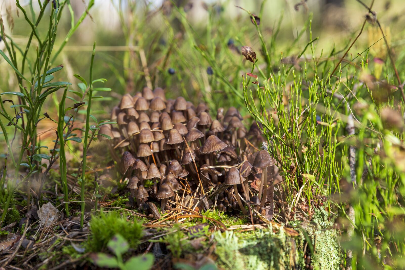 Canon EOS 6D sample photo. Mushrooms, fungi, wild mushrooms photography