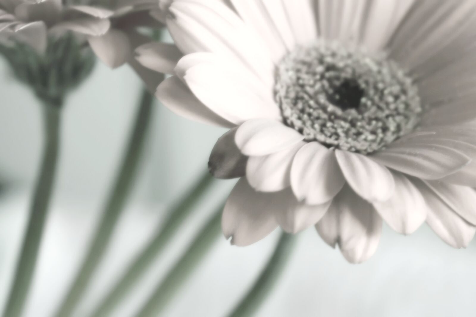 Nikon D3300 sample photo. Flower, gerbera, romantic photography