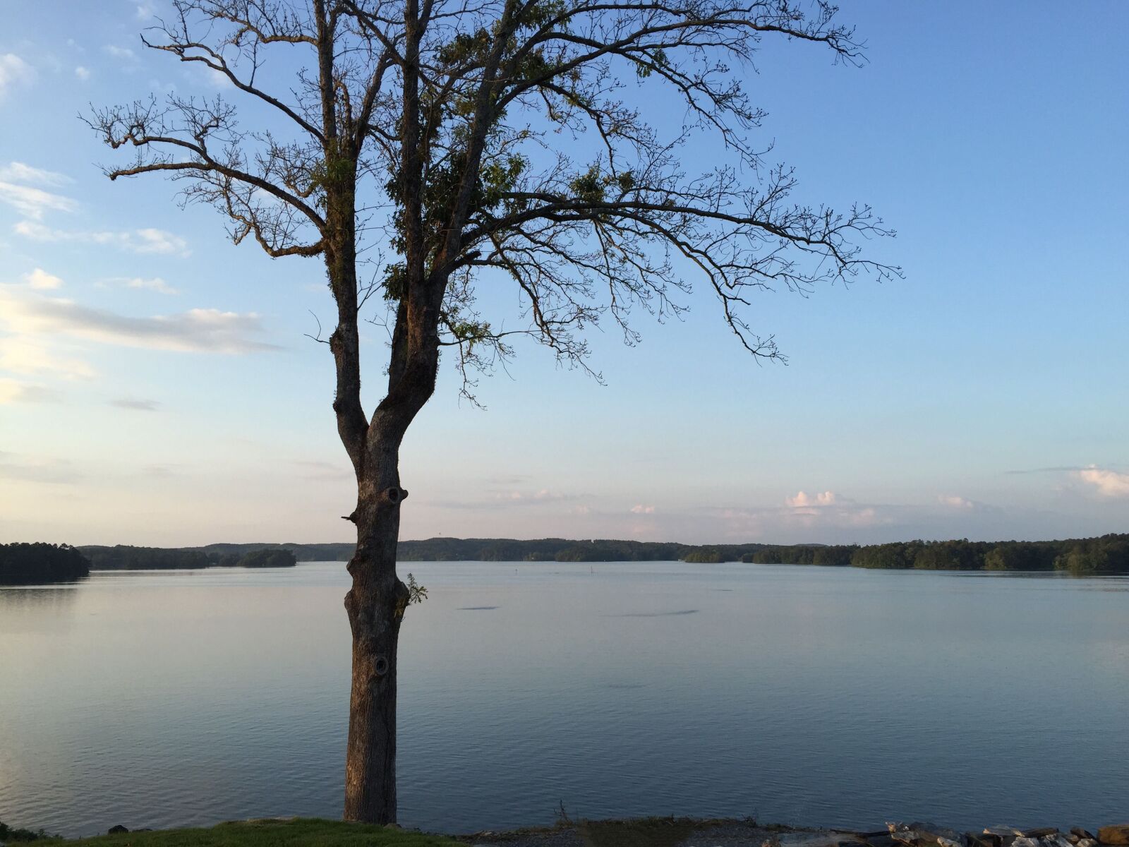Apple iPhone 6 sample photo. Bare, tree, lake photography