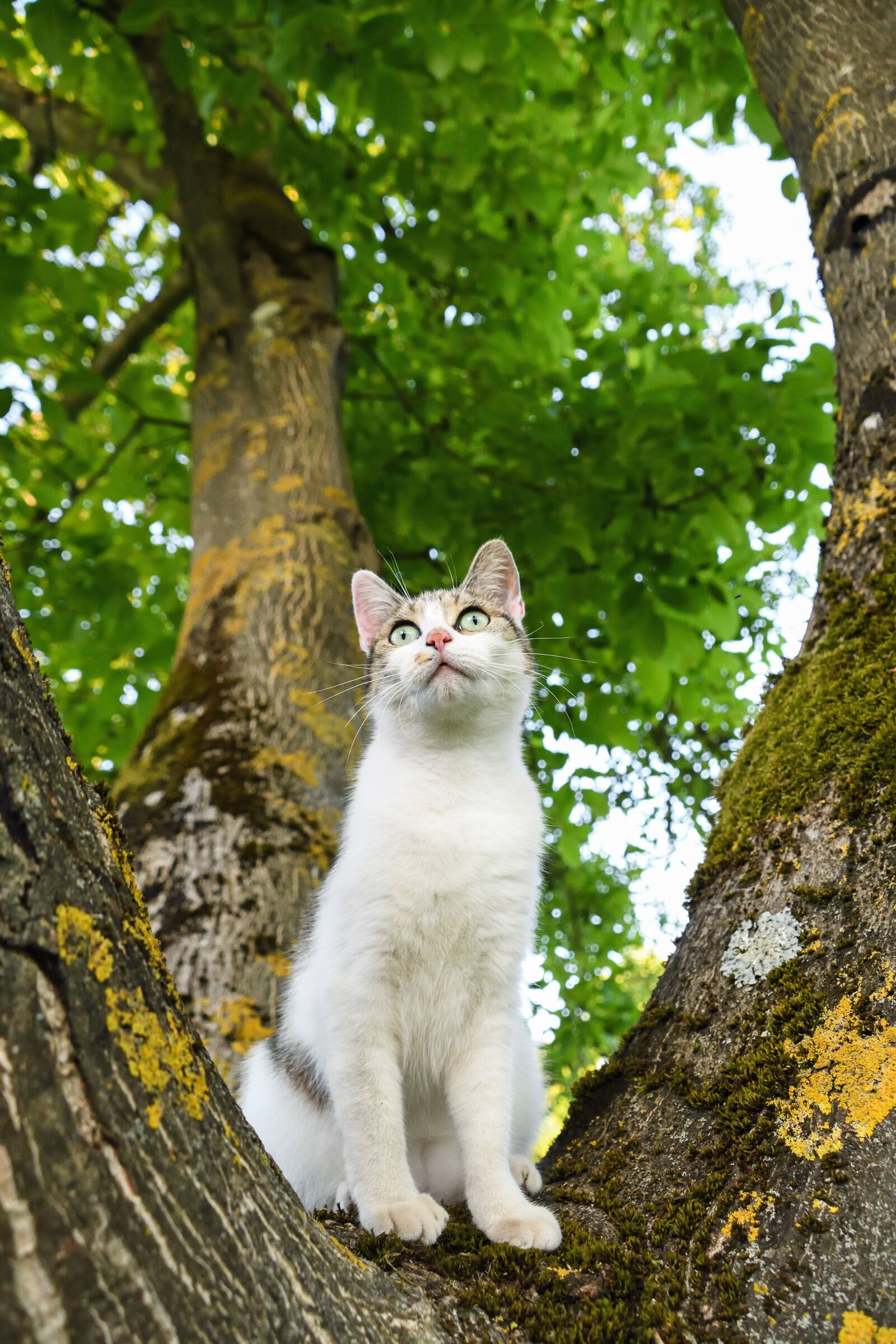 Nikon D500 sample photo. Cat, tree, green photography
