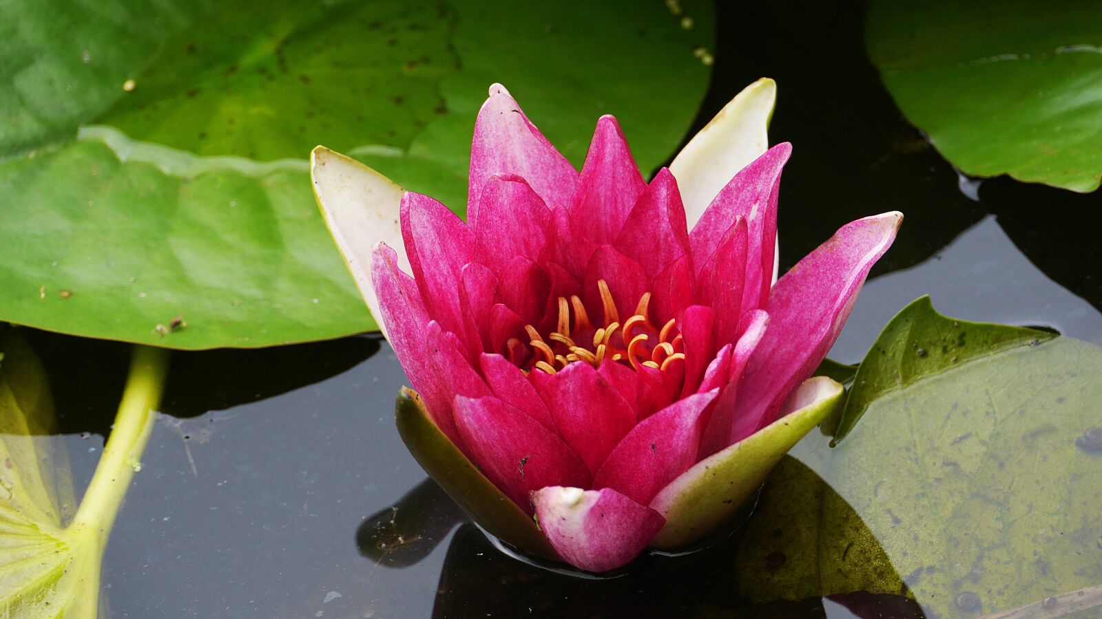 Panasonic Lumix DMC-GH3 sample photo. Lotus, plants, flowers photography