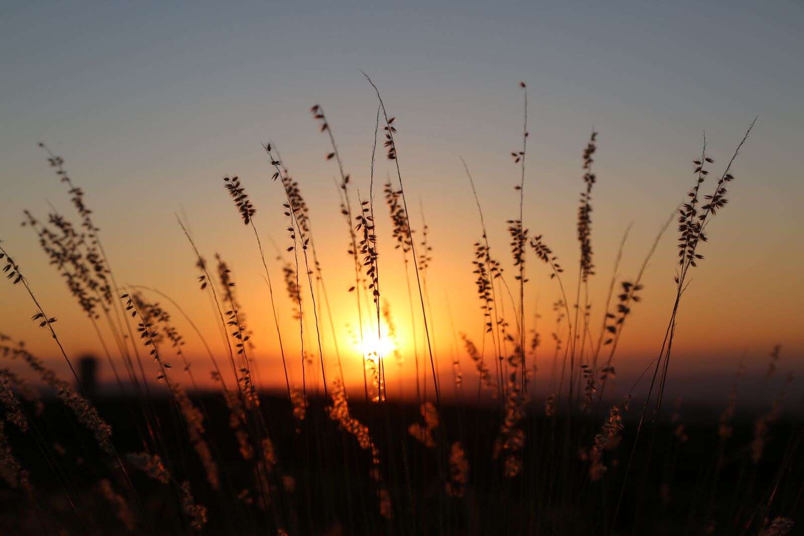 Canon EOS 5D Mark III sample photo. Sunset, grass, prairie grass photography