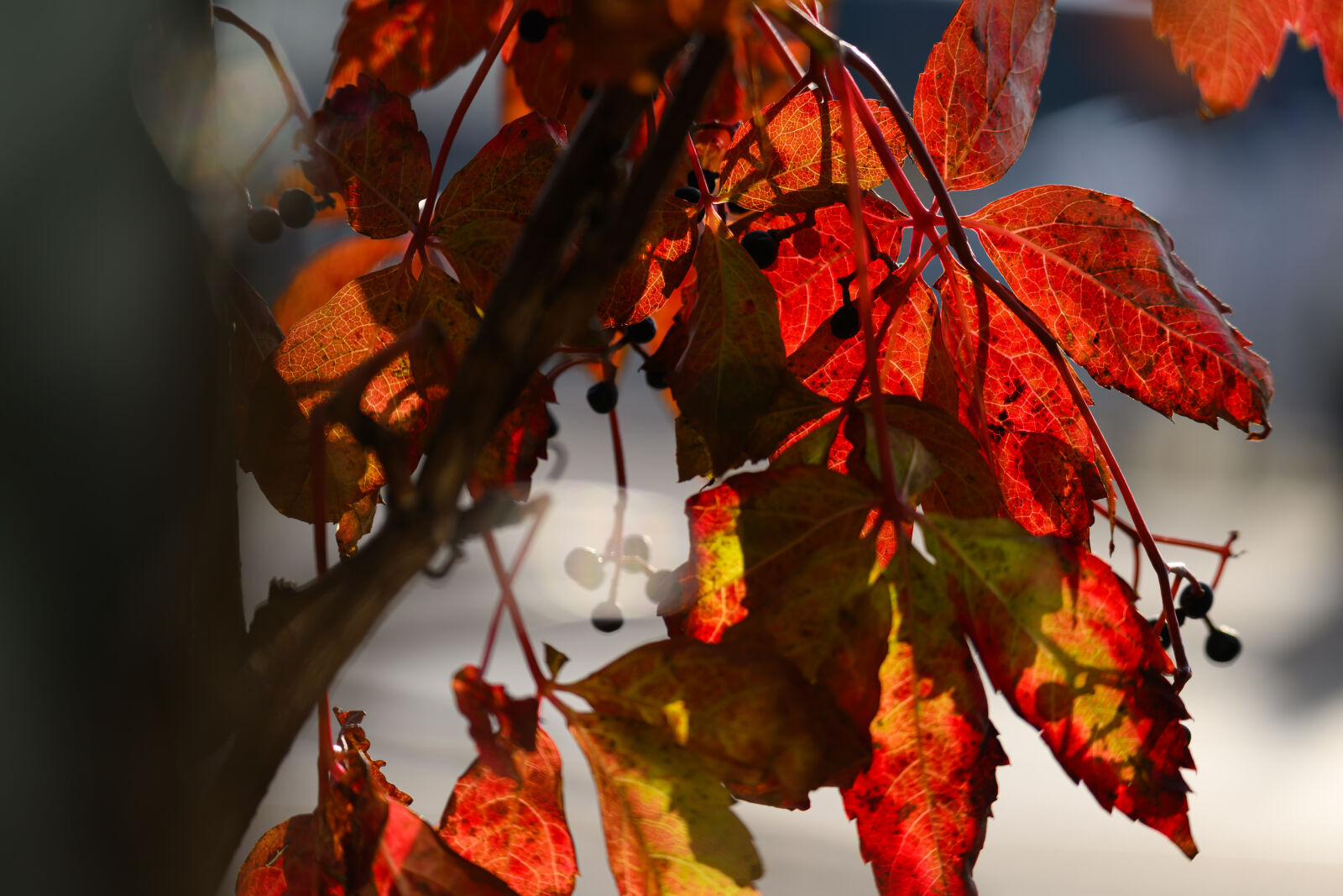 Nikon Z9 sample photo. Morning leaves photography