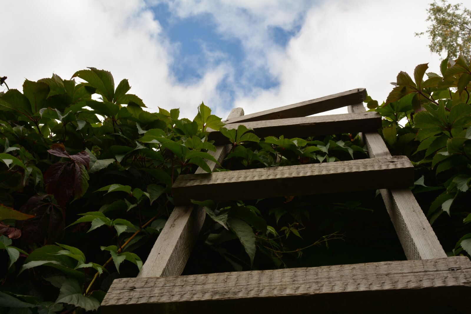 Nikon D5200 sample photo. Tree, trees, nature photography