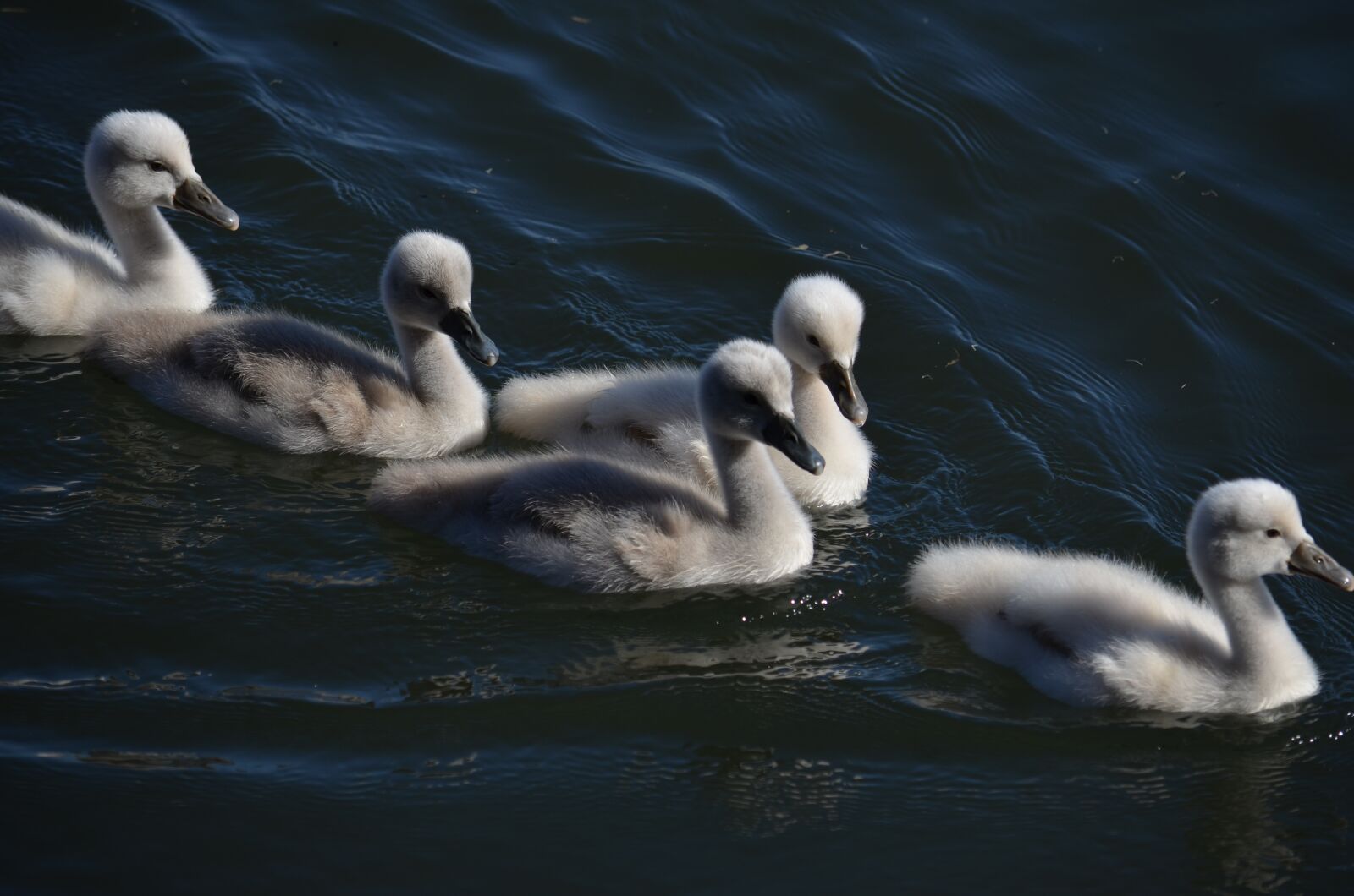 Nikon D5100 sample photo. Chicks, swans, marshes photography