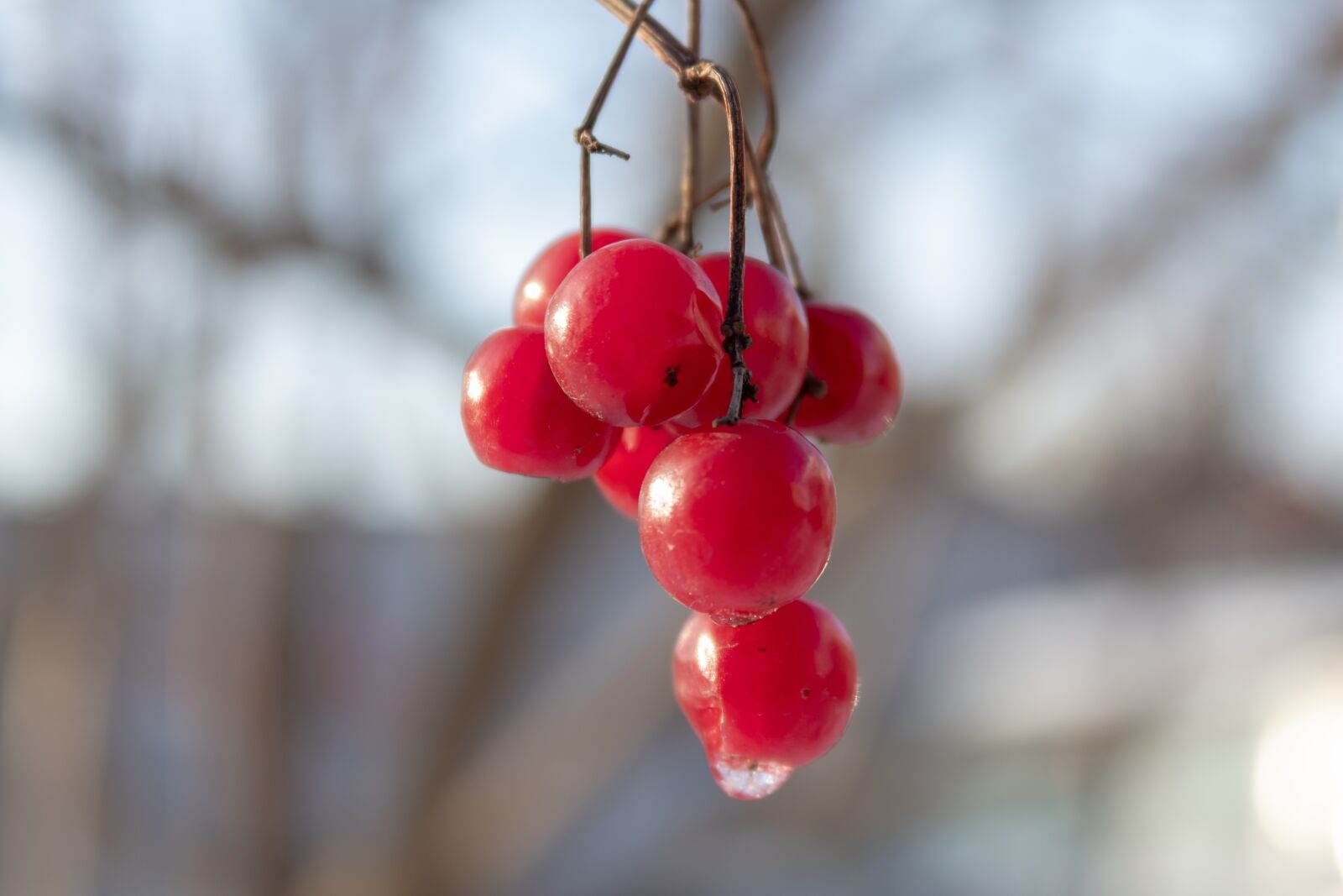 Canon EOS 1300D (EOS Rebel T6 / EOS Kiss X80) sample photo. Viburnum, berry, red photography