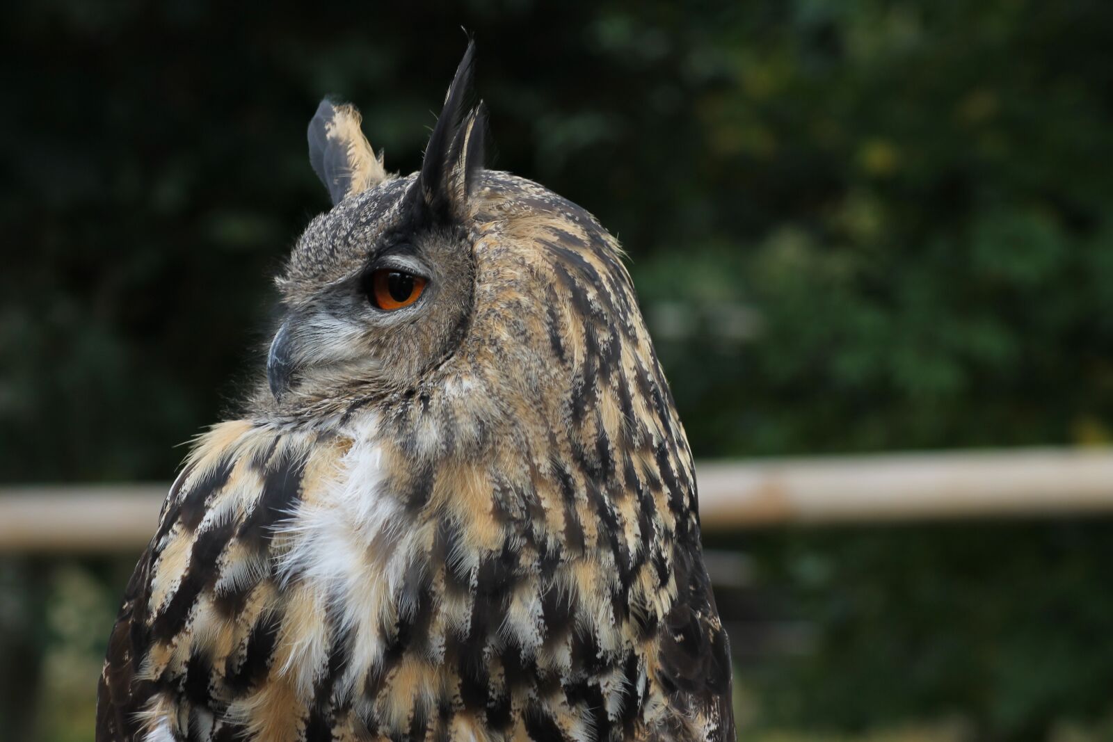 Canon EOS 1100D (EOS Rebel T3 / EOS Kiss X50) sample photo. Eagle owl, european, bird photography
