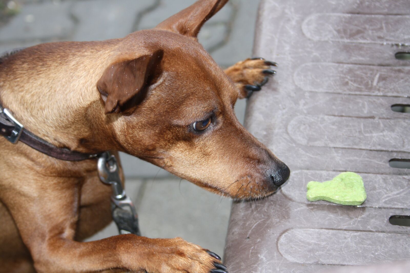 Canon EOS 1000D (EOS Digital Rebel XS / EOS Kiss F) sample photo. Reh pinscher, dog, treats photography