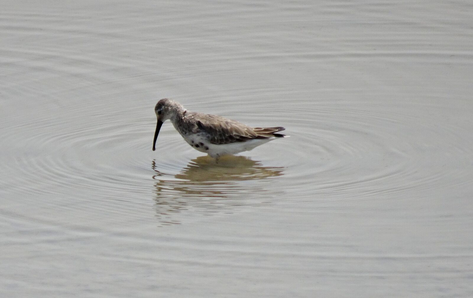 Sony Cyber-shot DSC-HX90V sample photo. Dunlin, calidris alpina, small photography