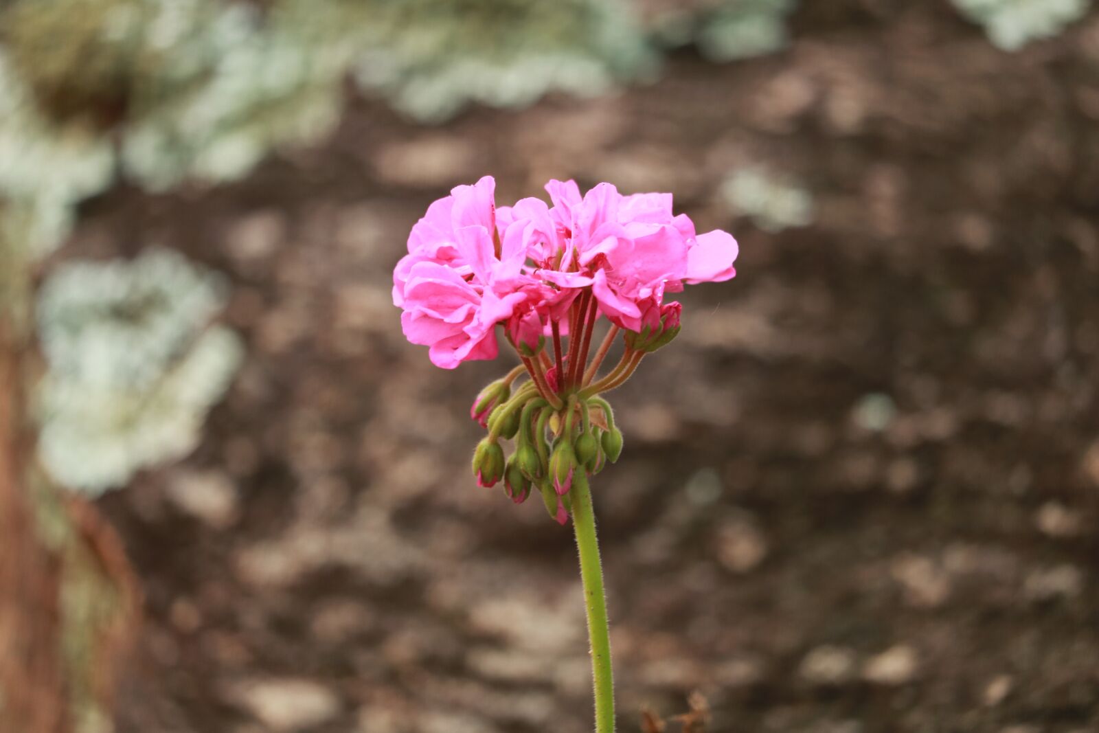 Canon EOS 750D (EOS Rebel T6i / EOS Kiss X8i) sample photo. Flower, nature, garden photography