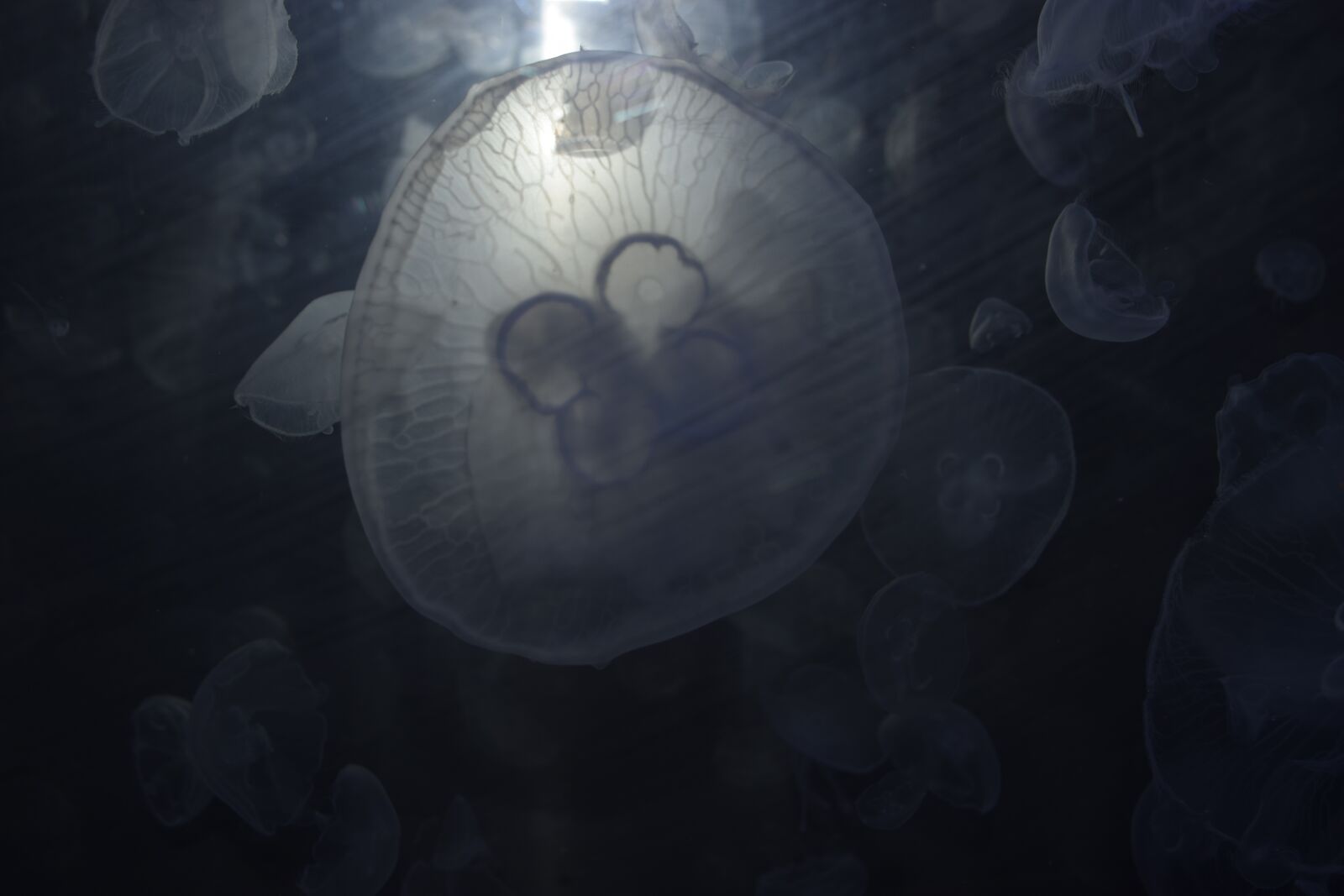 Nikon D3300 sample photo. Medusa, jellyfish, blue photography